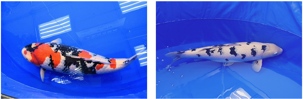 “Swimming Jewels” Nishikigoi – Niigata-bred Koi Wins Top Prize at Global Beauty Competition