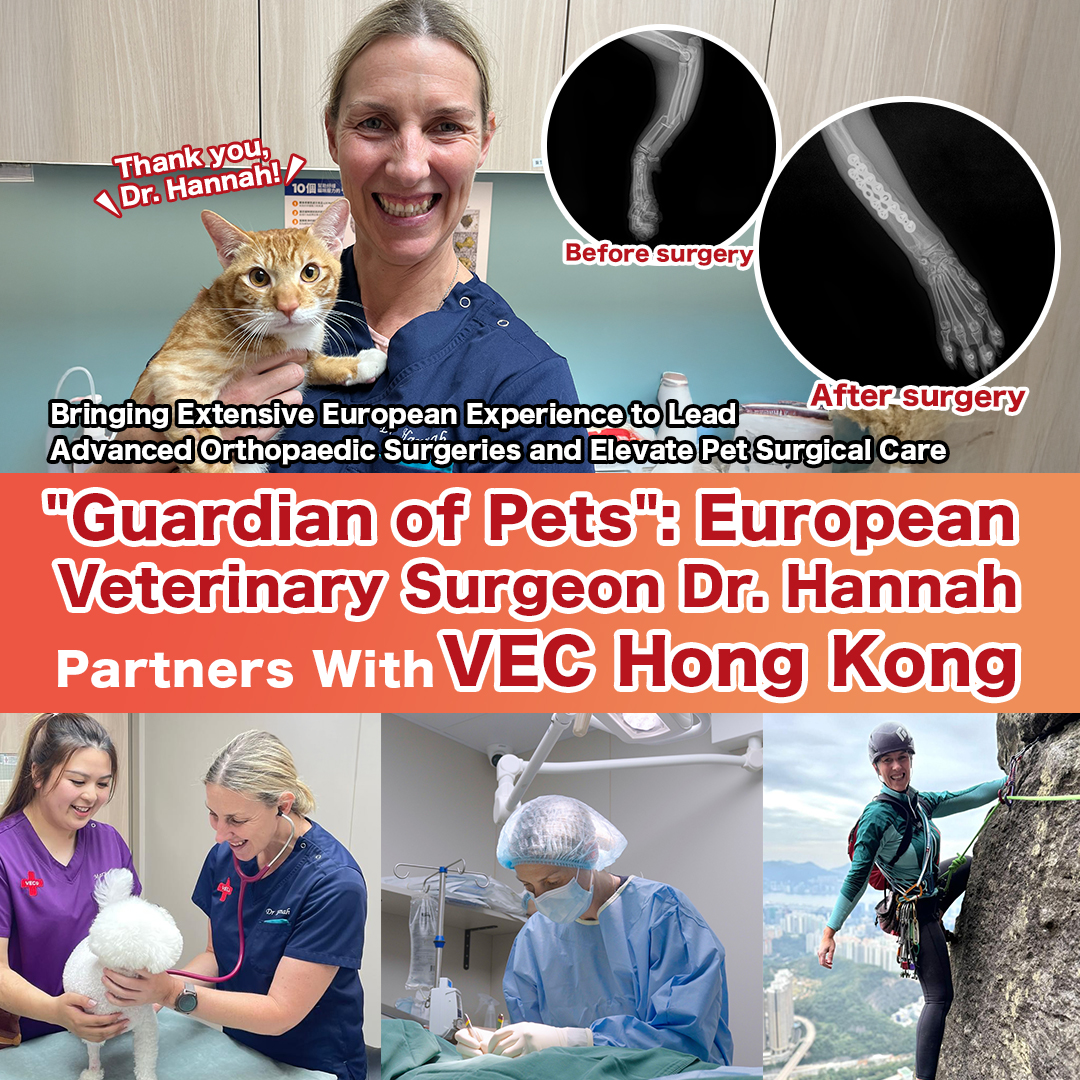 “Veterinary Orthopedic Guardian”: European Veterinary Surgeon Dr. Hannah Partners With VEC Hong Kong