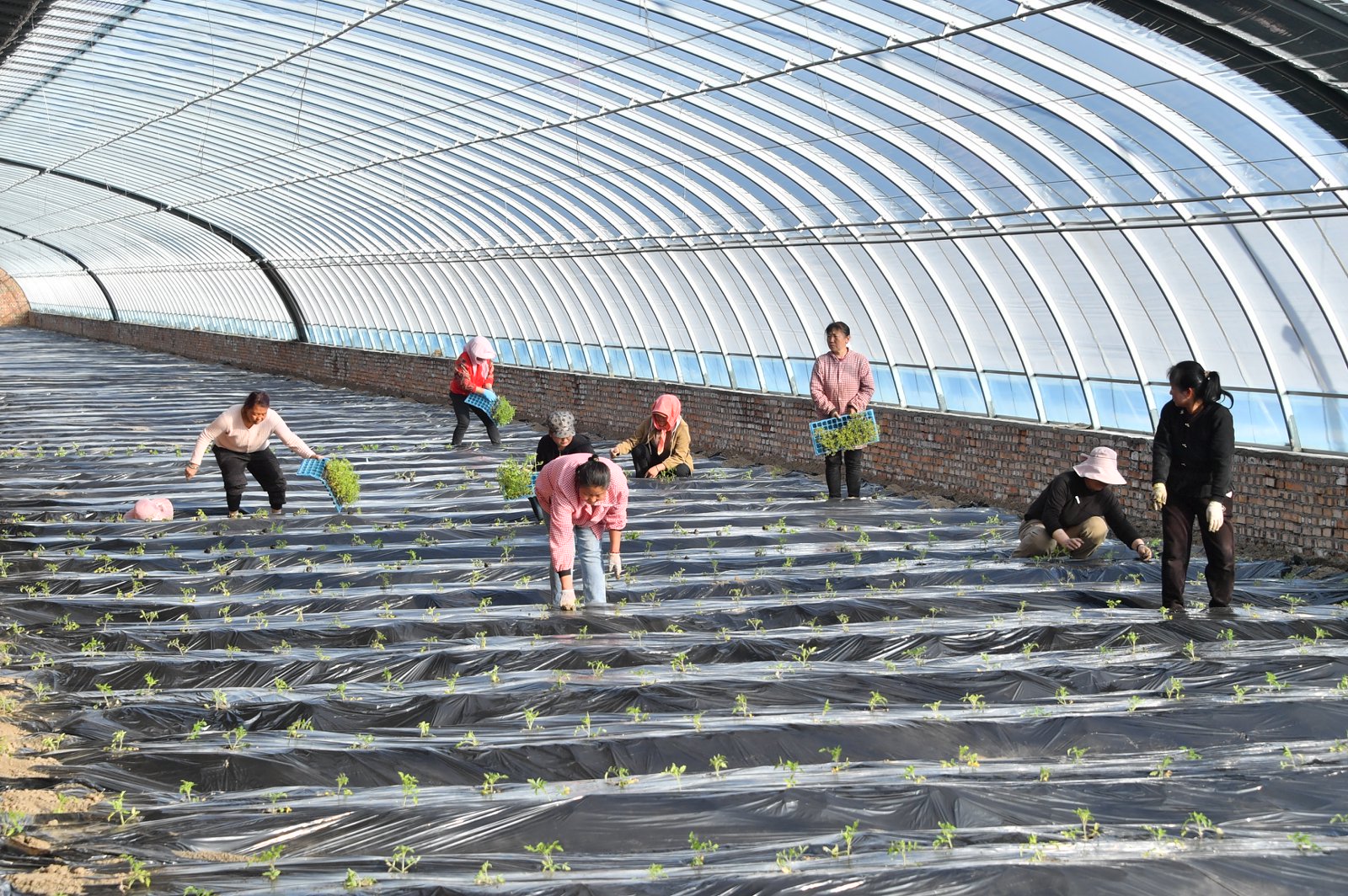 From Coal Mining to Agriculture: An Ecological Initiative at a Chinese Coal Mine